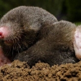 Kako se zauvijek riješiti madeža na mjestu s narodnim lijekovima